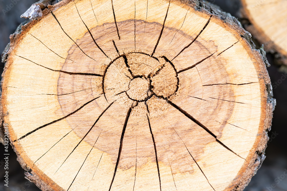 Cross section of a tree with cracks close-up. Wood texture background
