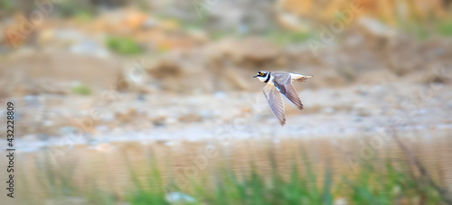 Charadrius dubius little fly in natural habitat. photo