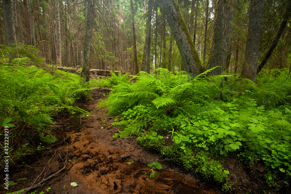Small stream in lush old-growth forest in Estonia, Northern Europe. Small stream in lush old-growth forest in Estonia, Northern Europe.