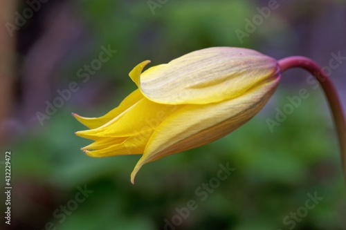 Wild or woodland tulip flowers  Tulipa sylvestris