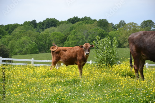 Jersey calf in the meadow