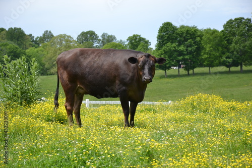 cow in the meadow