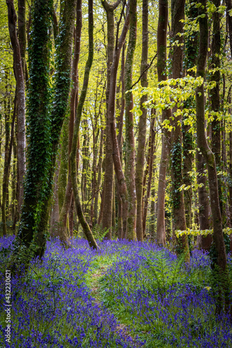 bluebell wood cornwall England uk spring wild flowers 