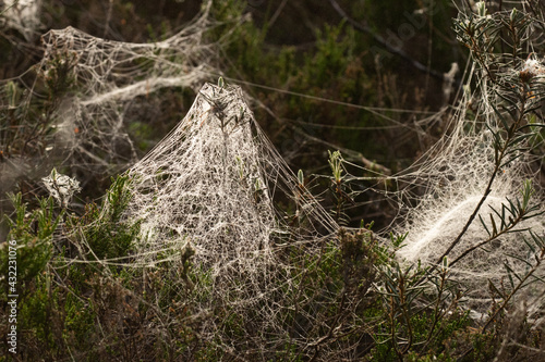 Beautiful bowl shaped spider webs in a morning bog in Estonia, Northern Europe