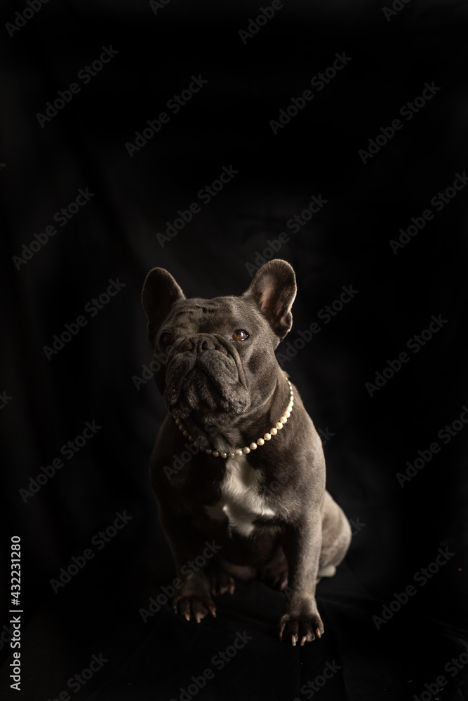 Blue color French Bulldog posing with a black background and  pearl necklace