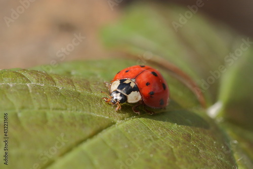 A ladybird on a leaf