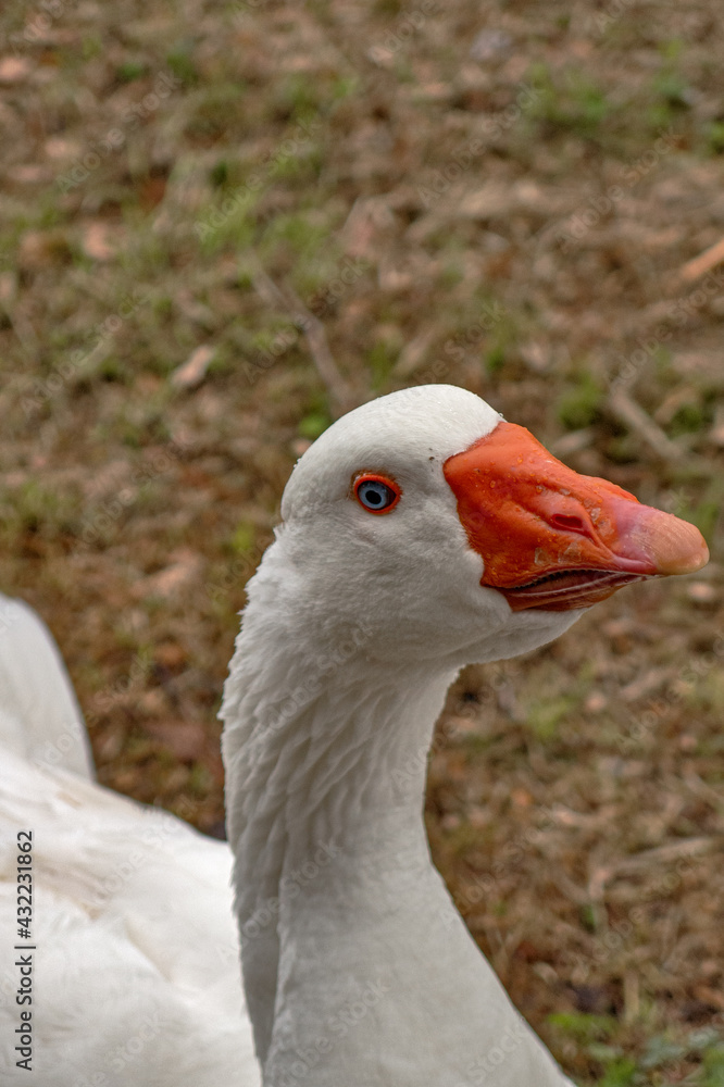 Fototapeta premium Papera
