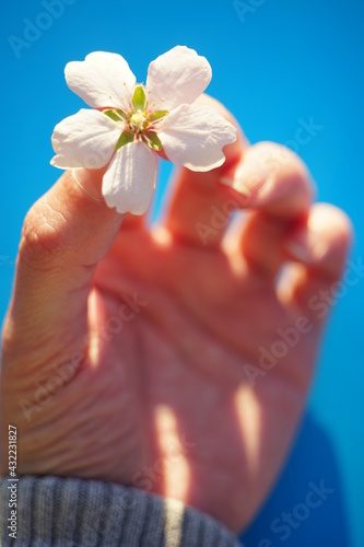 White almond tree flower on in female hand on blue background.
