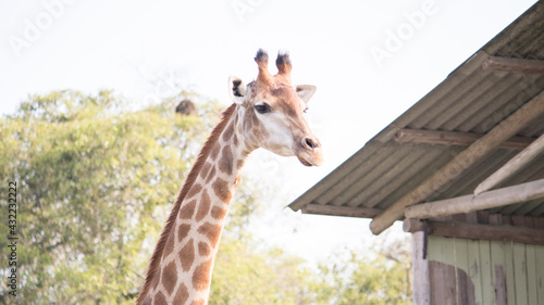 Photography Giraffe