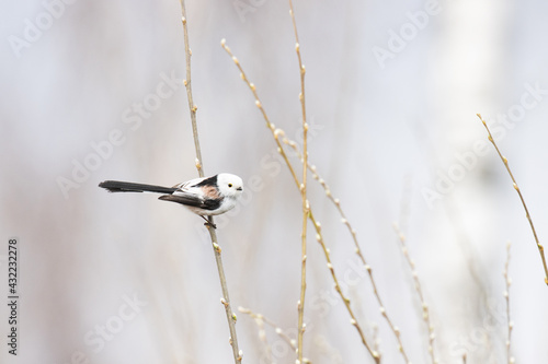 A curious and supercute small European songbird Long-tailed tit, Aegithalos caudatus on a spring day in Estonia. photo