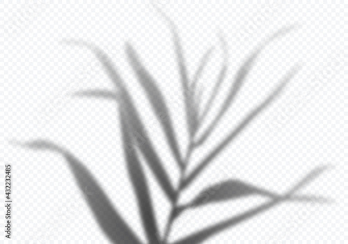 Vector Transparent Shadow of Tropical Palm Leaves. Decorative Design Elements for Collages. Creative Overlay Effect