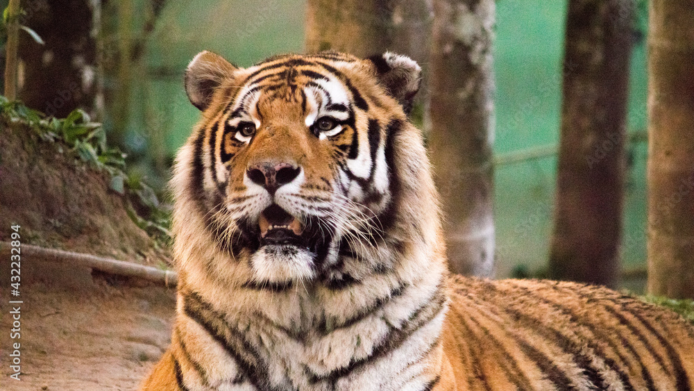 Fototapeta premium Tiger