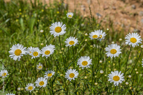 White daisies in the field