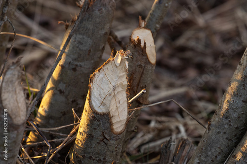 Beaver chewed Willow bush during a spring evening in Estonia  Northern Europe. 