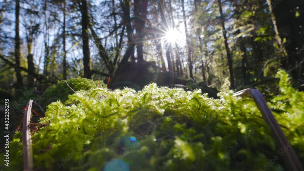 Fresh Green Leafs, Monocots, are growing in the Rain Forest during a sunny spring season day. Taken in Squamish, British Columbia, Canada. Fresh Green Leafs, Monocots, are growing in the Rain Forest during a sunny spring season day. Taken in Squamish, British Columbia, Canada.