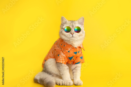 White british cat are wear sunglass and shirt isolated on the yellow background. © Natasha 