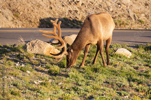 Rocky Mountain Bull elk grazing  