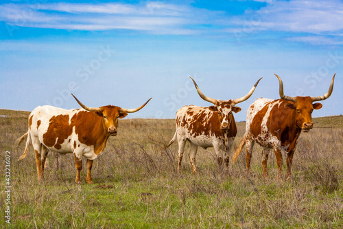 Foto Texas longhorn cattle in a pasture in the Oklahoma panhandle.