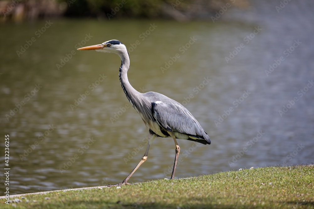 Fototapeta premium Close up of Grey Heron on grass verge alongside lake - side view