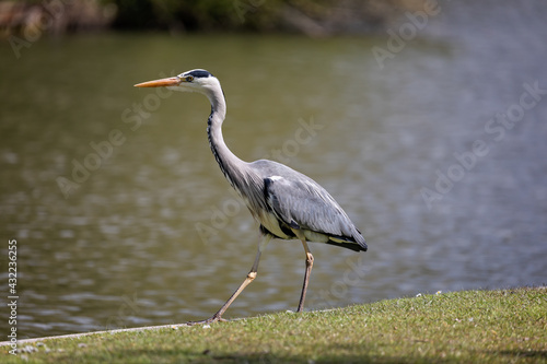 Close up of Grey Heron on grass verge alongside lake - side view