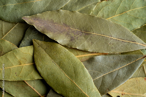 Closeup of bay leaves photo