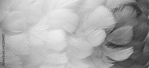 Bilde på lerret White, Black fluffy bird feathers