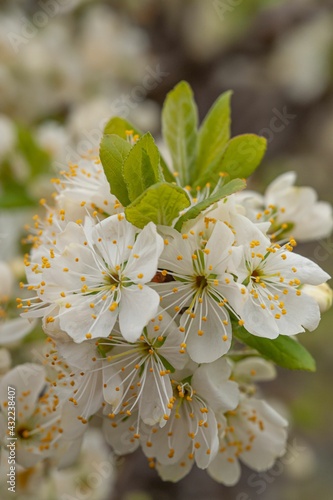 blossom