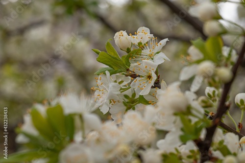 blossom