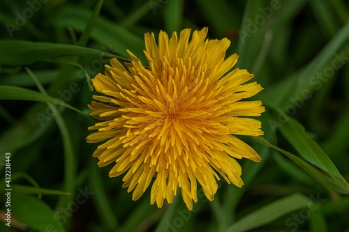 dandelion in the grass