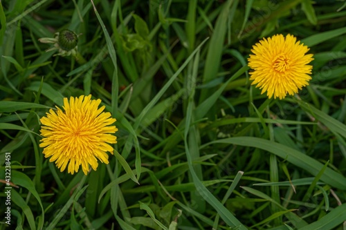 dandelion in the grass