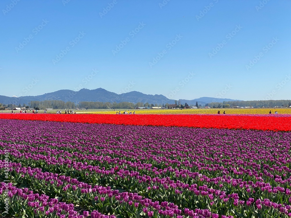 field of tulips in a valley