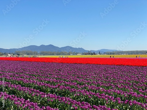 field of tulips in a valley