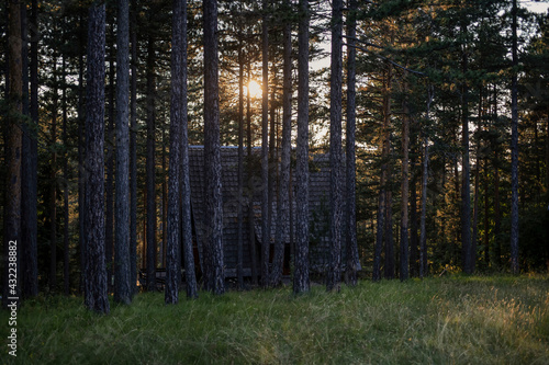 A log cabin placed in the woods viewed at sunset