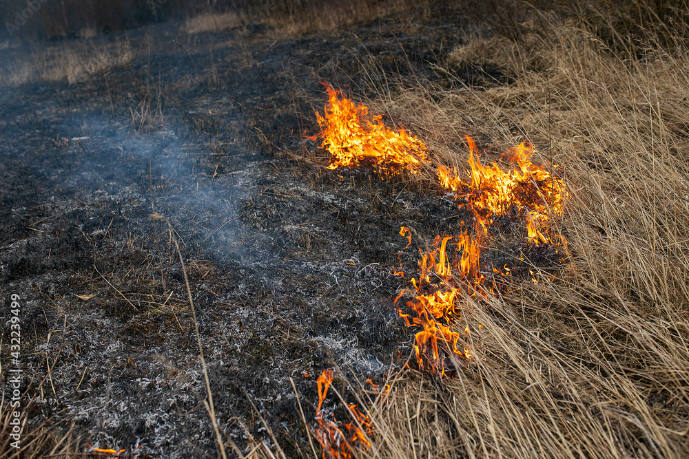 a strong forest fire breaks out in windy weather due to human fault, flames destroy dry grass on the edge of the forest and fields in early spring, call the fire brigade to extinguish the fire a strong forest fire breaks out in windy weather due to human fault, flames destroy dry grass on the edge of the forest and fields in early spring, call the fire brigade to extinguish the fire