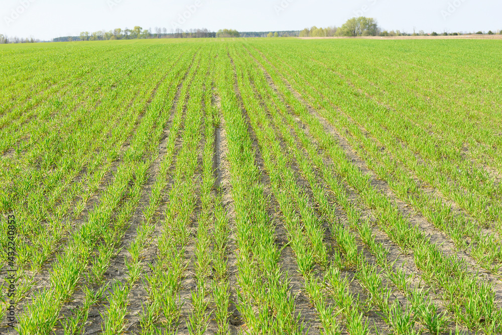 New green sprouts of winter wheat in a large field go to the horizon in long rows. Spring landscape. New green sprouts of winter wheat in a large field go to the horizon in long rows. Spring landscape.
