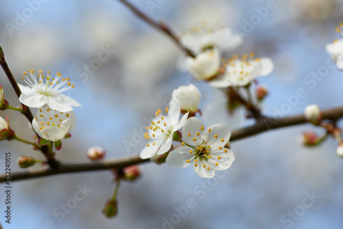 Beautiful branch with apple blossoms on a blurry blue spring sky background.