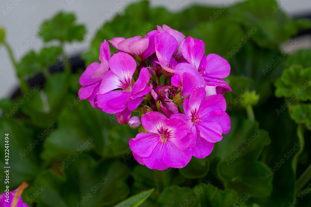 Pelargonium geranium bloom nature flower color botanical summer Pelargonium geranium bloom nature flower color botanical summer