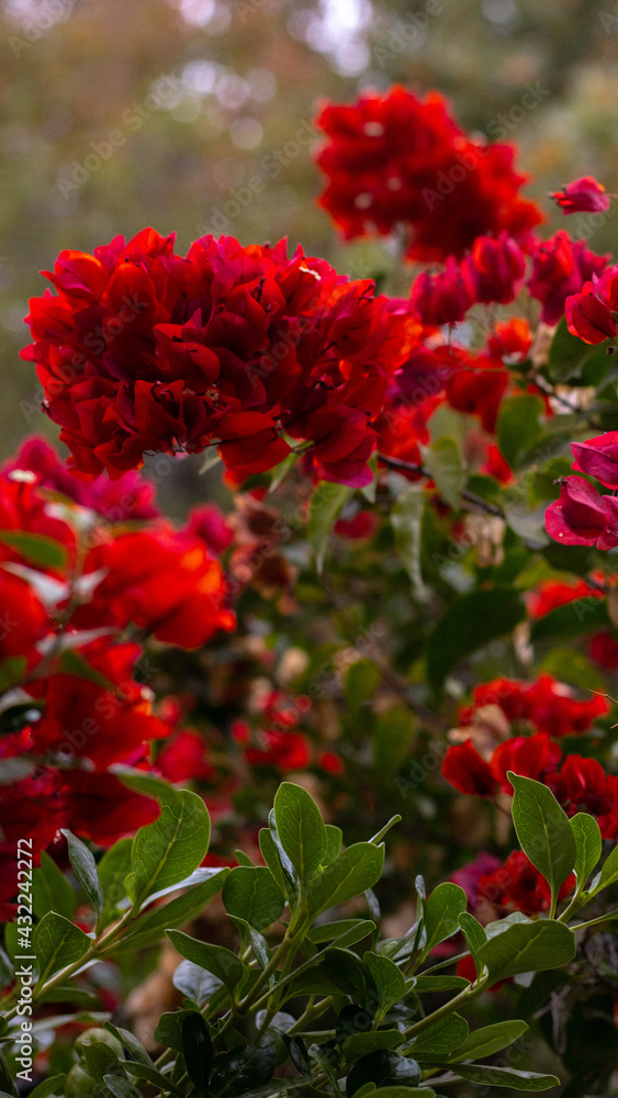 red flowers in the garden red flowers in the garden