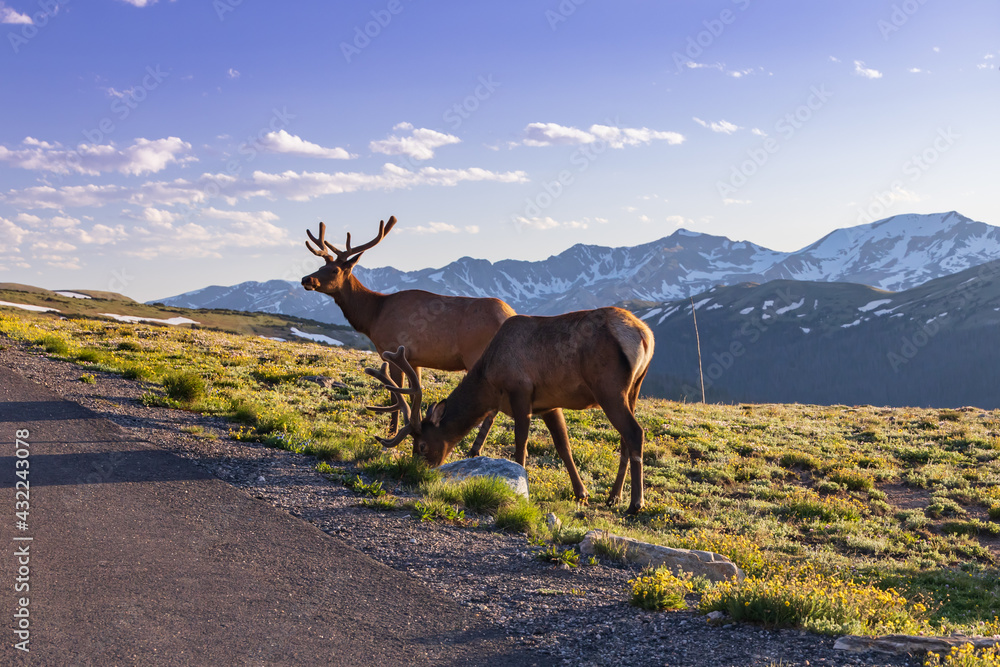 Rocky Mountain Bull elks grazing on the side of the road with blue sky and mountain range background Rocky Mountain Bull elks grazing on the side of the road with blue sky and mountain range background