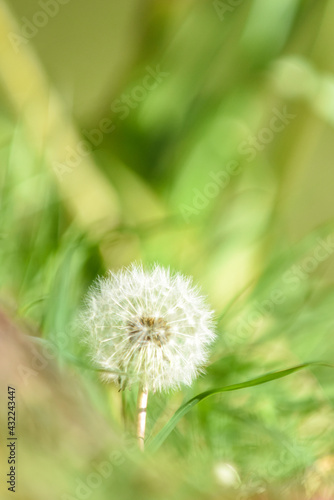 Dandelion flower growing in lush green summer grass with blurred green background