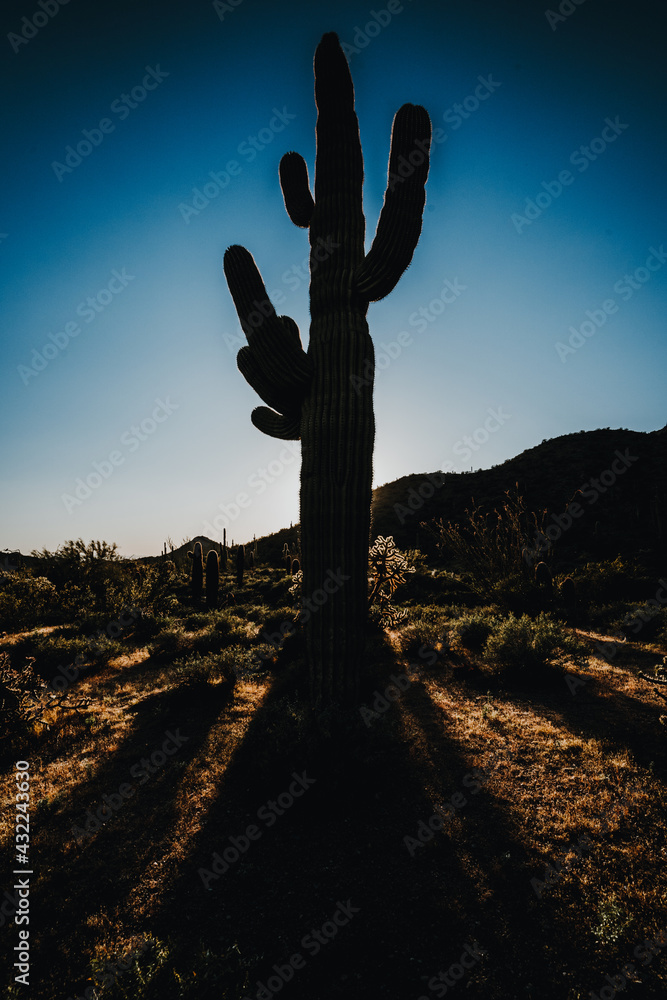 saguaro cactus at sunset