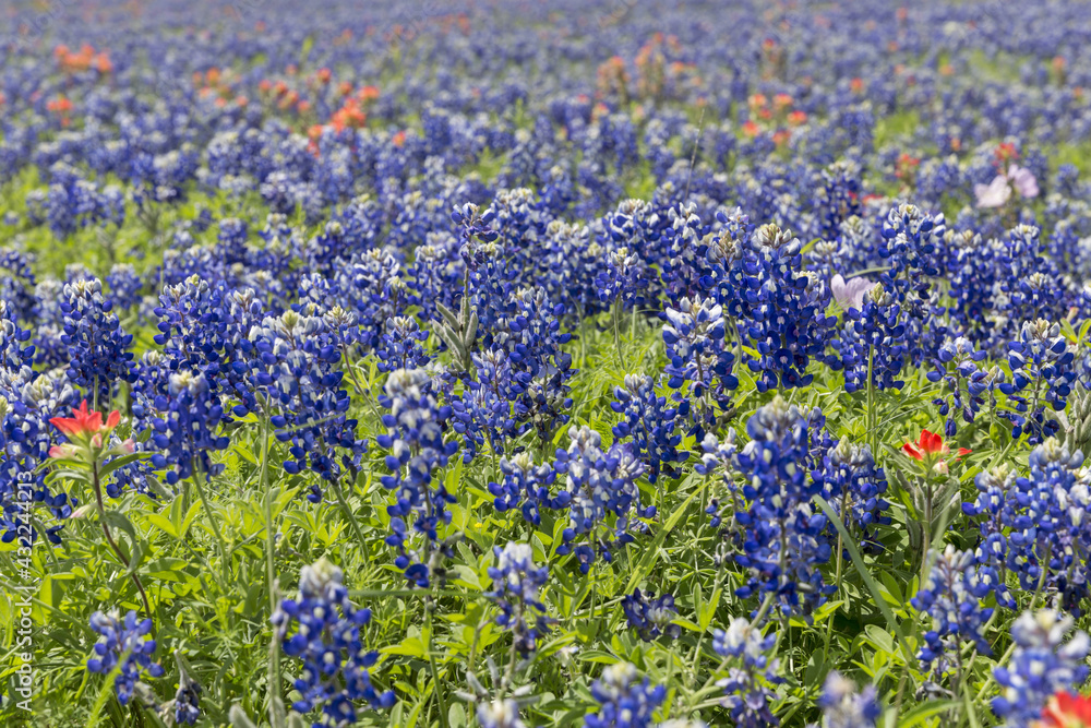 Bluebonnet field in the spring in Texas, USA. Focus on foreground