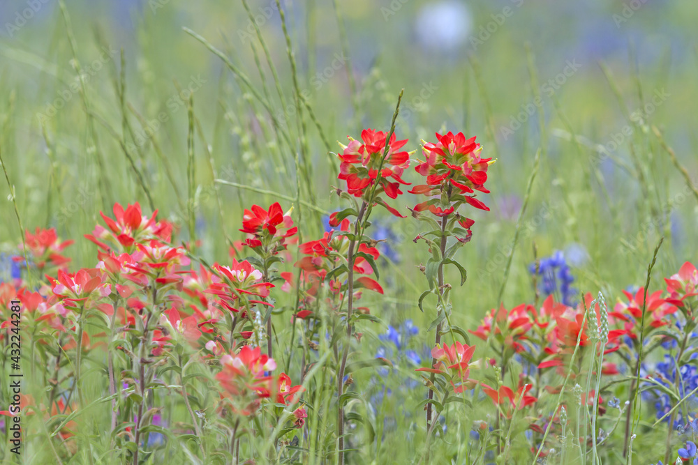 Indian Paintbrush flowers close up with green background and some bluebonnets Indian Paintbrush flowers close up with green background and some bluebonnets