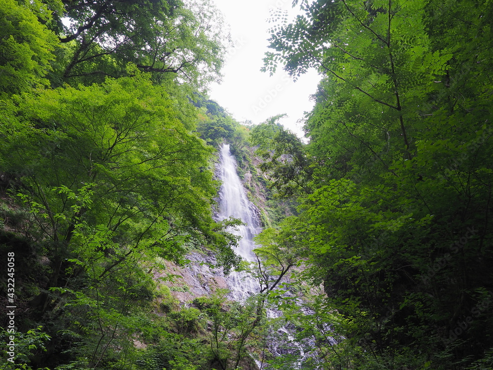 森に囲まれた滝 森に囲まれた滝