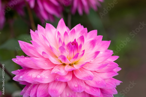 Dahlia flower on black background. Pink petals close up. Macro flower with droplets. Greeting card, poster. Bright floral photography for design