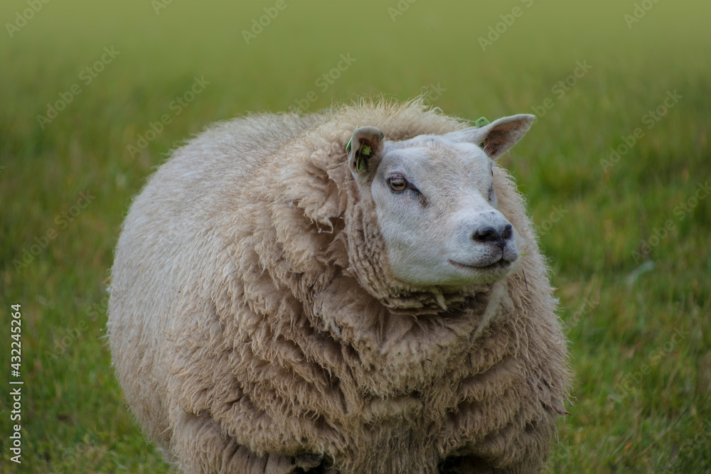 Fototapeta premium Sustainable livestock concept. Sheep on a green field. Domestic furry and fluffy cute animal. Eco farmland, countryside, pasture. Close up portrait picture with copy space