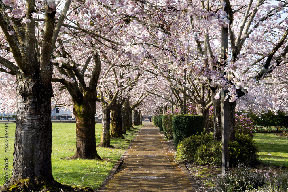 Naklejka premium A path through flowering cherry trees on the capitol mall of the Oregon State capitol