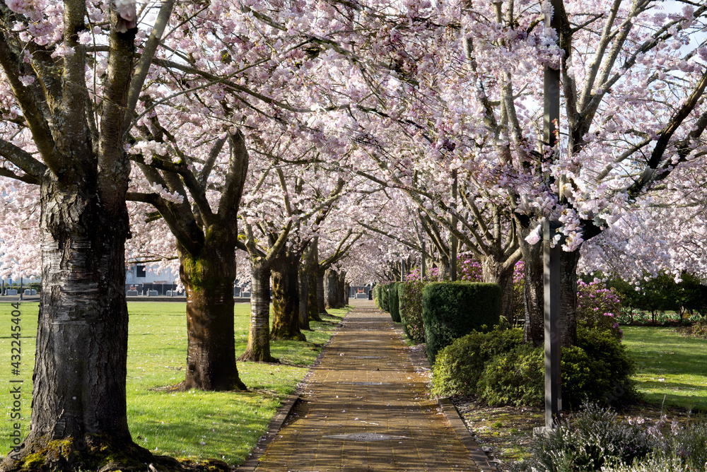 A path through flowering cherry trees on the capitol mall of the Oregon State capitol
