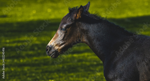 portrait of a horse in the field © Krzysztof