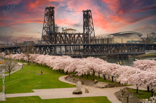 Obraz na plátne blooming flowering cherry trees at sunset in riverfront park along the Willamett